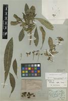 Holotype of Rauvolfia caffra Sond. [family APOCYNACEAE]