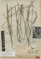 Type of Sparganium erectum L. var. boreale Laest. [family SPARGANIACEAE]