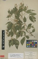 Isotype of Thouinia acuminata S.Watson [family SAPINDACEAE]