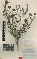 Isotype of Tricalysia niamniamensis Schweinf. ex Hiern var. nodosa Robbr. [family RUBIACEAE]