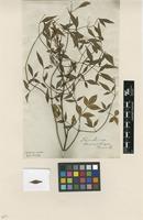 Type of Nandina domestica Thunb. [family BERBERIDACEAE]