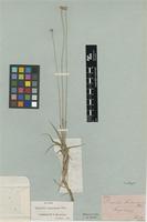 Isotype of Eriocaulon sonderianum Körn. [family ERIOCAULACEAE]