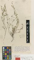 Lectotype of Lotononis laxa Eckl.&Zeyh. [family FABACEAE]