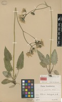 Holotype of Hieracium platyanthelum Hyl. [family ASTERACEAE]