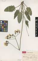 Holotype of Hieracium zygophorum Hyl. [family ASTERACEAE]