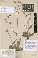 Lectotype of Hieracium petrophilum Lönnr. [family ASTERACEAE]