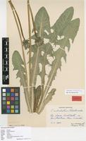 Filed as Taraxacum adalatum Rail. [family ASTERACEAE]