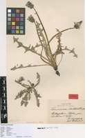 Syntype of Taraxacum nordstedtii Dahlst. [family ASTERACEAE]