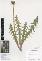 Filed as Taraxacum trilobatum Palmgr. [family ASTERACEAE]