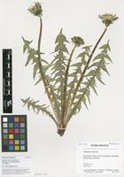 Filed as Taraxacum planum Raunk. [family ASTERACEAE]