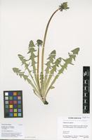 Filed as Taraxacum alatum H.Lindb. [family ASTERACEAE]