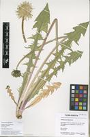 Filed as Taraxacum altissimum H.Lindb. [family ASTERACEAE]