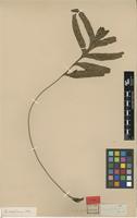 Type of Grammitis decurrens Wall. ex Hook. & Grev. [family DRYNARIACEAE]