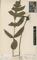 Isotype of Diplazium formosanum Rosenst. [family ATHYRIACEAE]