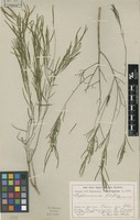 Type of Nephradenia filipes Malme [family APOCYNACEAE]