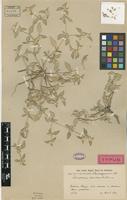 Holotype of Gomphrena discolor R.E.Fr. [family AMARANTHACEAE]