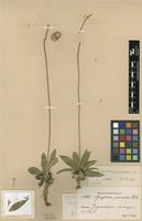 Syntype of Gomphrena paranensis R.E.Fr. [family AMARANTHACEAE]