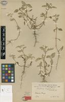 Type of Gomphrena tarijensis R.E.Fr. [family AMARANTHACEAE]