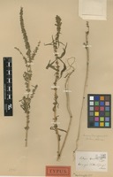 Type of Scleropus squamulatus Andersson [family AMARANTHACEAE]