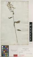 Holotype of Iresine angustifolia Euphrasén [family AMARANTHACEAE]
