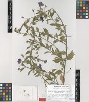 Holotype of Petunia mantiqueirensis T.Ando & Hashim. [family SOLANACEAE]