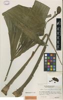 Holotype of Asplundia sparrei Harling [family CYCLANTHACEAE]