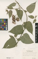 Holotype of Pseudogynoxys chiribogensis K.Afzel. [family ASTERACEAE]