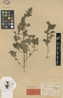 Type of Scleropus urceolatus Andersson [family AMARANTHACEAE]