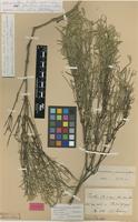 Holotype of Telanthera flavicoma Andersson [family AMARANTHACEAE]