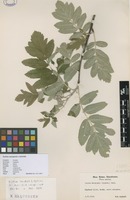Filed as Sorbus aucuparia x hybrida [family ROSACEAE]
