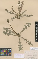 Isolectotype of Taraxacum oncolobum Dahlst. [family ASTERACEAE]