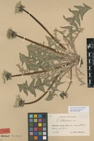 Syntype of Taraxacum latissimum Palmgr. [family ASTERACEAE]