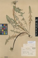 Syntype of Taraxacum pannucium Dahlst. [family ASTERACEAE]