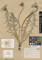 Syntype of Taraxacum pannucium Dahlst. [family ASTERACEAE]