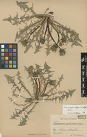 Syntype of Taraxacum pectinosum G.E.Haglund [family ASTERACEAE]