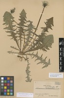 Isotype of Taraxacum amphiodon Dahlst. ex G.E.Haglund [family ASTERACEAE]