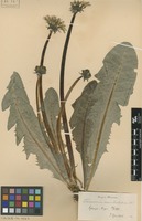 Syntype of Taraxacum ancistrolobum Dahlst. [family ASTERACEAE]