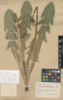 Syntype of Taraxacum ancistrolobum Dahlst. [family ASTERACEAE]