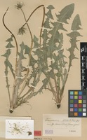 Syntype of Taraxacum nordstedtii Dahlst. [family ASTERACEAE]