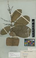 Isotype of Nothopegia borneënsis Ridl. [family ANACARDIACEAE]