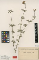Syntype of Verbena tenuisecta Briq. [family VERBENACEAE]