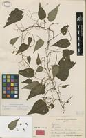 Holotype of Begonia secunda L.B.Sm. & Wassh. [family BEGONIACEAE]