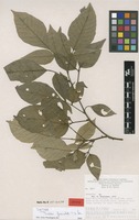 Isotype of Trichilia fasciculata T. D. Penn. [family MELIACEAE]