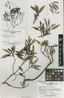 Isotype of Coprosma oliveri Fosberg [family RUBIACEAE]