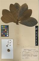 Isotype of Chrysophyllum eximium Ducke [family SAPOTACEAE]