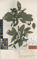 Type of Samuelssonia verrucosa Urb. & Ekman [family ACANTHACEAE]