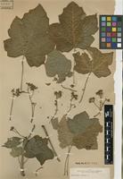 Type of Jatropha mcvaughii Dehgan & G.L.Webster [family EUPHORBIACEAE]