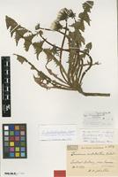 Paratype of Taraxacum acidodontum Dahlst. [family ASTERACEAE]