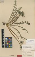 Isolectotype of Taraxacum aequatum Dahlst. [family ASTERACEAE]