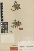 Holotype of Taraxacum albescens Dahlst. [family ASTERACEAE]